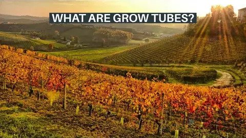 Grow Tube